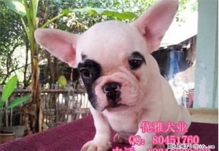 北京哪里出售纯种法国斗牛犬 - 桂林28生活网 www.28life.com