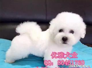 纯种比熊犬价格 北京哪里出售比熊 纯种比熊犬 - 桂林28生活网 www.28life.com