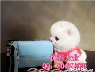 哈多利博美俊介博美幼犬出售 保健康 宠物狗活体 - 桂林28生活网 www.28life.com