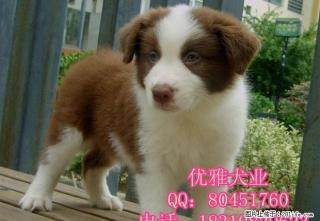 纯种边境牧羊犬 北京边境牧羊犬多少钱一只 北京哪卖边牧幼犬 - 桂林28生活网 www.28life.com