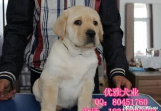 拉不拉多犬 拉布拉多导盲犬 纯种拉布拉多幼犬 包邮 - 桂林28生活网 www.28life.com