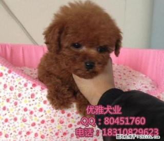纯种泰迪犬业 赛系泰迪犬业 公母均有 - 桂林28生活网 www.28life.com
