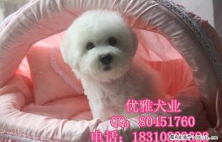 纯种比熊 赛级比熊 比熊好养吗 比熊哪家好 保健康 - 桂林28生活网 www.28life.com