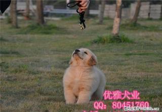 金毛幼犬 纯种赛级金毛 骨架大毛量足 纯种金毛 - 桂林28生活网 www.28life.com