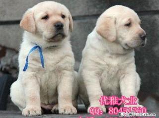 纯种拉布拉多 赛级拉布拉多 北京拉布拉多幼犬价格 - 桂林28生活网 www.28life.com