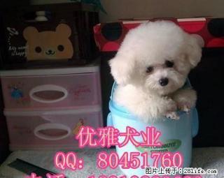 纯种法国比熊犬 纯种比熊幼犬 赛级比熊犬 完美售后 - 桂林28生活网 www.28life.com
