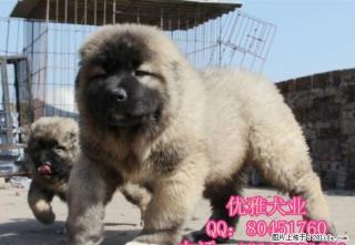 纯种高加索多少钱 北京哪里卖高加索 高加索幼犬 - 桂林28生活网 www.28life.com