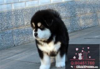 阿拉斯加幼犬 霸气十足绝对拉风 北京阿拉斯加 - 桂林28生活网 www.28life.com