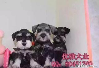 北京哪里的雪纳瑞纯种雪纳瑞要怎么养哪里的雪纳瑞便宜 - 桂林28生活网 www.28life.com