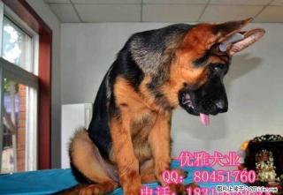 纯种锤系德牧 北京哪卖锤系德牧幼犬 德牧价格 - 桂林28生活网 www.28life.com