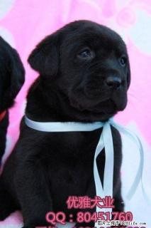 出售纯种拉布拉多导盲幼犬, 北京哪里买拉布拉多有保障 - 桂林28生活网 www.28life.com