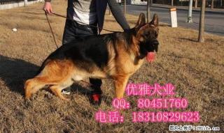 纯种德国牧羊犬 弓背弯腿狼狗 黑背长毛短毛德牧 - 桂林28生活网 www.28life.com