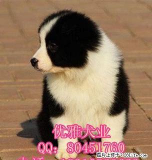 边牧什么价位 北京哪里买边牧好 北京哪家狗场卖边牧 - 桂林28生活网 www.28life.com