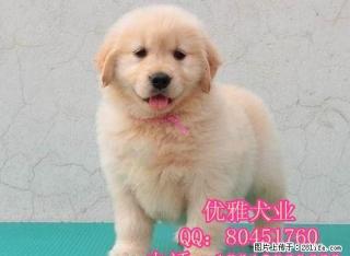 北京朝阳区哪里出售纯种金毛 金毛幼犬多少钱一只 - 桂林28生活网 www.28life.com