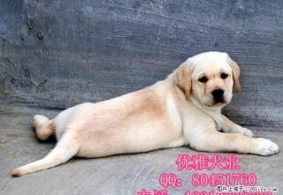 拉布拉多幼犬 神犬小七 导盲犬家庭伴侣犬陪伴小孩 - 桂林28生活网 www.28life.com