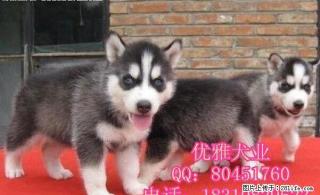 哈士奇 三把火蓝眼哈士奇 西伯利亚雪橇犬 幼犬宠物狗狗 - 桂林28生活网 www.28life.com
