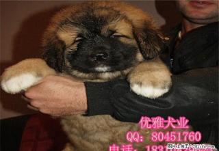 纯种高加索 熊版高加索幼犬 血统纯正 欢迎选购 - 桂林28生活网 www.28life.com