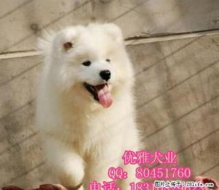 纯种萨摩耶幼犬出售 微笑天使萨摩 品相极佳品质 - 桂林28生活网 www.28life.com