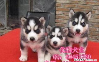 北京哈士奇价格 哈士奇图片 纯种哈士奇出售 - 桂林28生活网 www.28life.com
