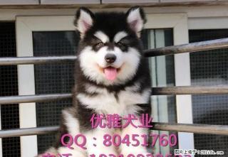 阿拉斯加犬幼犬 酒红色 包健康 包纯种可签协议 - 桂林28生活网 www.28life.com
