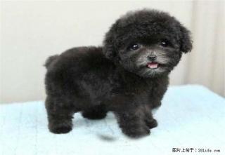 实物拍摄泰迪幼犬,保纯种健康,可见父母 - 桂林28生活网 www.28life.com