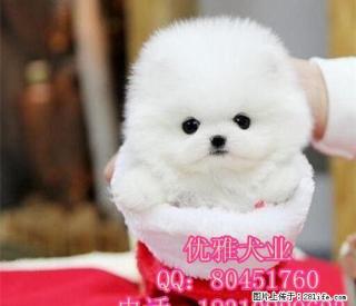 纯种球体博美、可爱小毛球 幼犬出售 - 桂林28生活网 www.28life.com