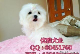 精品高品质萌宠超可爱 马尔济斯幼犬 - 桂林28生活网 www.28life.com