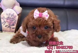出售泰迪,泰迪幼犬,超小卡哇伊泰迪犬,包纯种签协议 - 桂林28生活网 www.28life.com