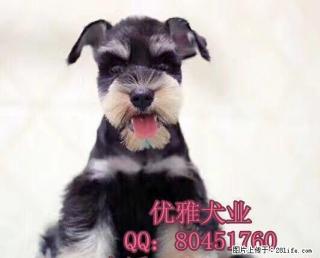 纯种雪纳瑞 雪纳瑞多少钱一只 保健康 保纯种 - 桂林28生活网 www.28life.com