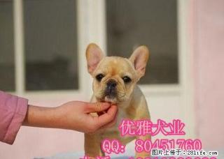 斗牛犬多少钱斗牛犬价格斗牛犬图片 - 桂林28生活网 www.28life.com