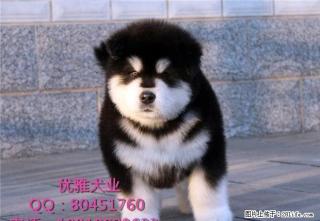 阿拉斯加犬多少钱阿拉斯加犬价格阿拉斯加犬图片 - 桂林28生活网 www.28life.com