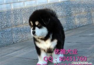 纯种巨型熊版阿拉斯加价格多少 阿拉斯加自家繁殖幼犬 - 桂林28生活网 www.28life.com