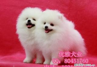 北京哪有博美幼犬出售 哈多利球体博美 - 桂林28生活网 www.28life.com