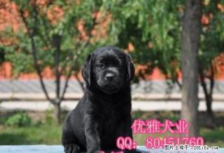 北京黑色拉布拉多价格 哪有纯种拉布拉多出售 - 桂林28生活网 www.28life.com