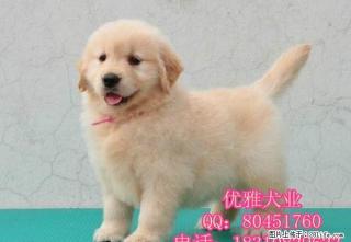 金毛幼犬 赛级金毛封神血系后代幼犬 - 桂林28生活网 www.28life.com