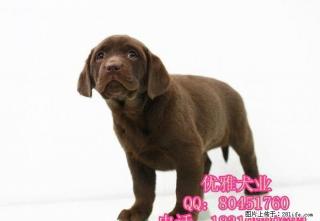 北京纯种拉布拉多犬多少钱 奶白色拉布拉多 签协议 可全国包邮 - 桂林28生活网 www.28life.com