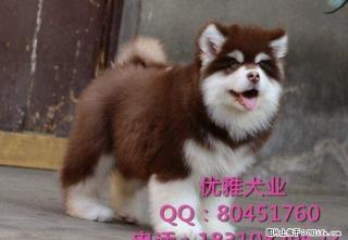 北京纯种阿拉斯加犬多少钱 巨型阿拉斯加 狗场直销 签质保协议 - 桂林28生活网 www.28life.com