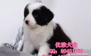 边境牧羊犬 黑白边牧价格 打完疫苗带证书 - 桂林28生活网 www.28life.com