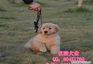 赛级精品金毛宝宝.头大嘴宽多毛量 实体拍摄 质保健康 - 桂林28生活网 www.28life.com