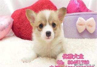 柯基犬多少钱柯基犬价格柯基犬图片 - 桂林28生活网 www.28life.com