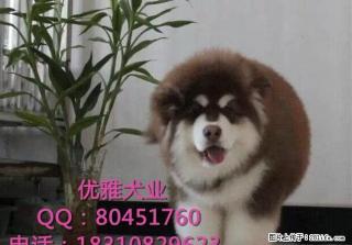 纯种阿拉斯加犬多少钱 北京哪卖阿拉斯加犬 签协议 可送货上门 - 桂林28生活网 www.28life.com