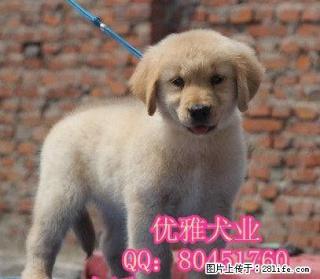 黄金色金毛犬 赛级金毛 打完疫苗带证书芯片 可签协议 - 桂林28生活网 www.28life.com