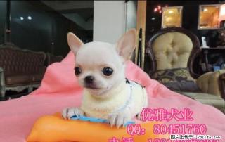 北京哪里出售吉娃娃幼犬便宜 最小的吉娃娃 纯种吉娃娃犬 - 桂林28生活网 www.28life.com