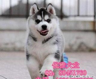 灰色二哈幼犬价格 北京市哪里有大型犬舍 北京哈士奇价格 - 桂林28生活网 www.28life.com