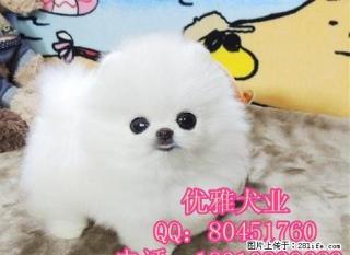 出售纯种哈多利博美幼犬 北京博美多少钱 - 桂林28生活网 www.28life.com