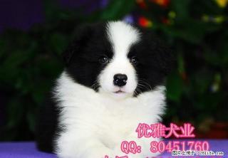 北京边牧 精品边境牧羊犬出售 公母多只可挑选 - 桂林28生活网 www.28life.com