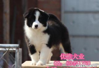 北京边牧 精品边境牧羊犬出售 公母多只可挑选 - 桂林28生活网 www.28life.com