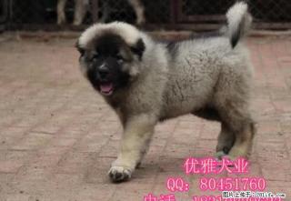 纯种高加索幼犬 健康保证 巨型高加索幼犬 - 桂林28生活网 www.28life.com