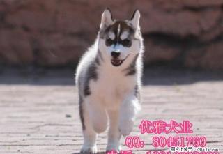 赛级哈士奇 蓝睛哈士奇幼犬,疫苗齐全 - 桂林28生活网 www.28life.com