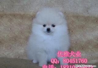 博美犬多少钱博美犬价格博美犬图片 - 桂林28生活网 www.28life.com